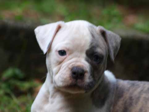 American bulldog pup